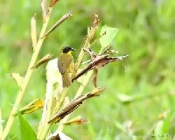 Olive-crowned Yellowthroat (Geothlypis semiflava)
