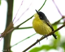 Common Tody-Flycatcher (Todirostrum cinereum)