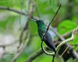 Green-crowned Brilliant (Heliodoxa jacula)