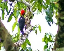 Lineated Woodpecker (Dryocopus lineatus) 