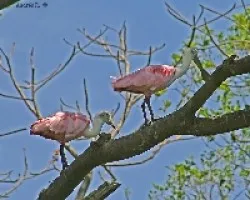 Roseate Spoonbill (Platalea ajaja)