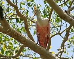 Roseate Spoonbill (Platalea ajaja)