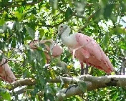 Roseate Spoonbill (Platalea ajaja)