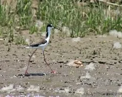 Black-necked Stilt (Himantopus mexicanus)