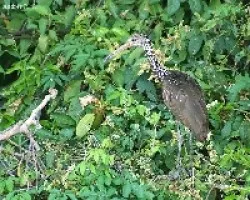 Limpkin (Aramus guarauna)