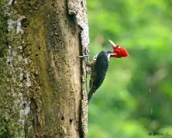 Pale-billed Woodpecker (Campephilus guatemalensis)