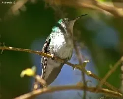 Colibri 1
