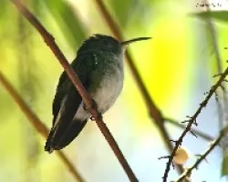 Colibri 2