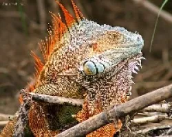 Green Iguana (Iguana iguana)