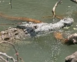American Crocodile (Crocodylus acutus)