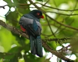 Slaty-tailed Trogon (Trogon massena ) male