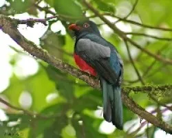 Slaty-tailed Trogon (Trogon massena ) male