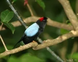 Chiroxiphia linearis