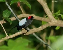 Chiroxiphia linearis