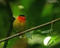 Manacus aurantiacus