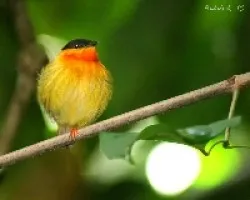 Manacus aurantiacus