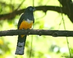 Trogon melanocephalus