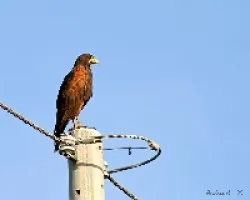 Harris's Hawk  'Parabuteo unicinctus'