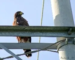 Harris's Hawk (Parabuteo unicinctus)