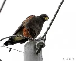 Harris's Hawk (Parabuteo unicinctus)