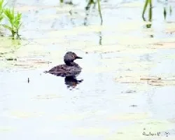 Least Grebe (Tachybaptus dominicus)