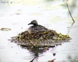 Least Grebe (Tachybaptus dominicus)