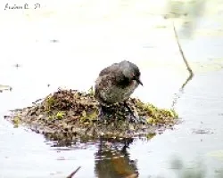 Least Grebe (Tachybaptus dominicus)