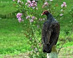 Turkey Vulture (Cathartes aura)
