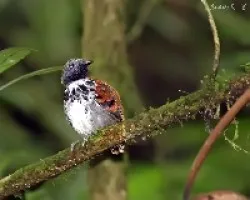 Spotted Antbird (Hylophylax naevioides)