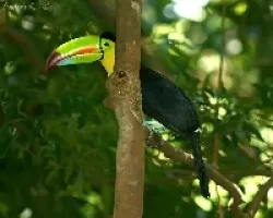 Keel-billed Toucan (Ramphastos sulfuratus)