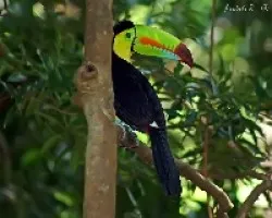 Keel-billed Toucan (Ramphastos sulfuratus)