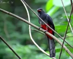Slaty-tailed Trogon (Trogon massena ) female