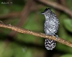Thamnophilus doliatus