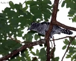 Thamnophilus doliatus