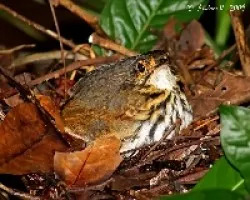 Streak-chested Antpitta (Hylopezus perspicillatus)