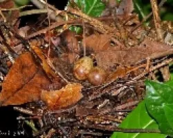 Streak-chested Antpitta (Hylopezus perspicillatus) nest