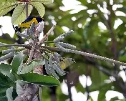 Scrub Euphonia (Euphonia affinis) male & female
