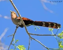 Squirrel Cuckoo (Piaya cayana)