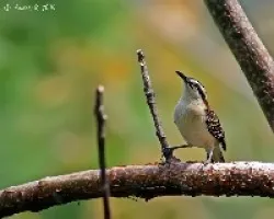 Rufous-naped Wren (Campylorhynchus rufinucha)