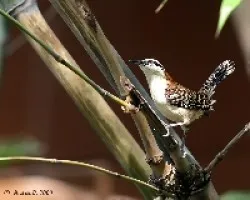 Rufous-naped Wren (Campylorhynchus rufinucha)