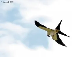 Swallow-tailed Kite (Elanoides forficatus)