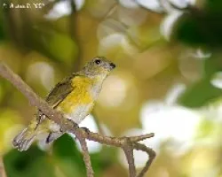Yellow-throated Euphonia (Euphonia hirundinacea)