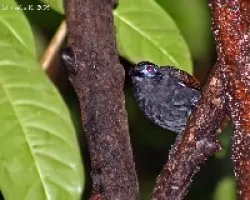 Chesnut-backed Antbird (Myrmeciza exsul)