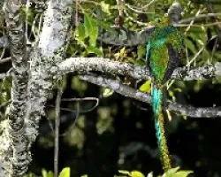 Pharomachrus mocinno