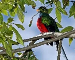 Pharomachrus mocinno