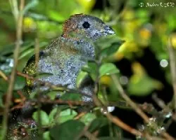 Pharomachrus mocinno