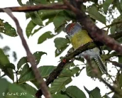 Rufous-browed Peppershrike (Cyclarhis gujanensis)