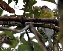 Rufous-browed Peppershrike (Cyclarhis gujanensis)