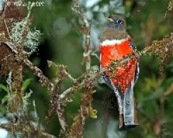 Collared Trogon (Trogon collaris) female