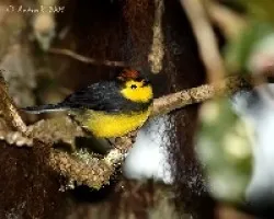 Collared Redstart (Myioborus torquatus)